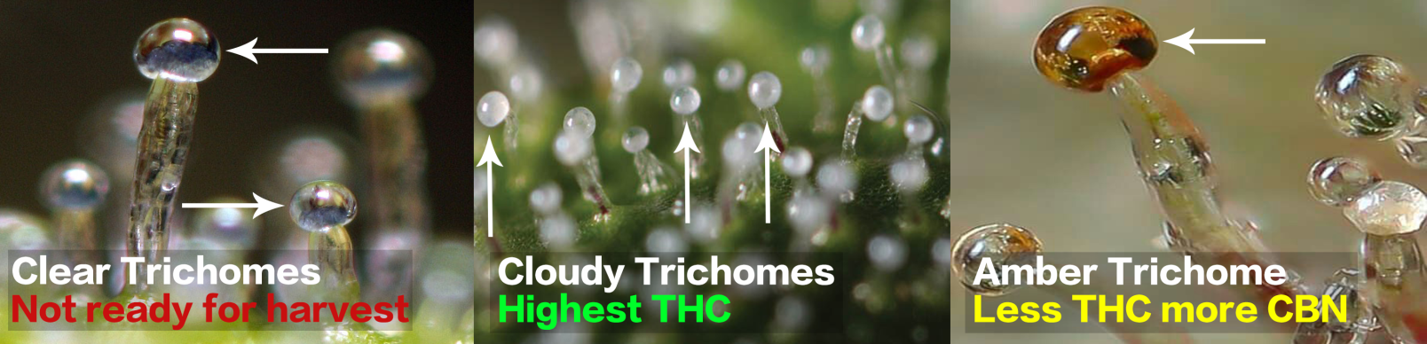 alltrichomes.png